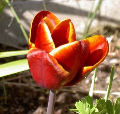 Web Tulip.jpg
