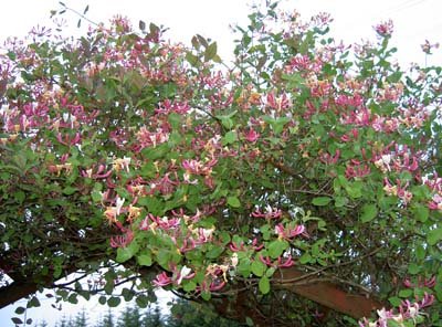 Web Honeysuckle.jpg