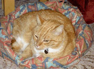 Web Foxonworkbag.jpg