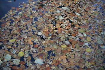 Web Leaves on water 1.jpg
