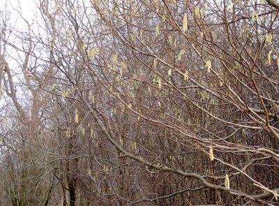 web-catkins.jpg