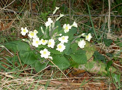 web-primroses2007.jpg