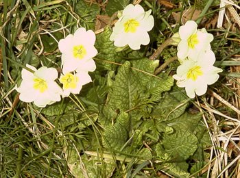 web-primroses-3.jpg