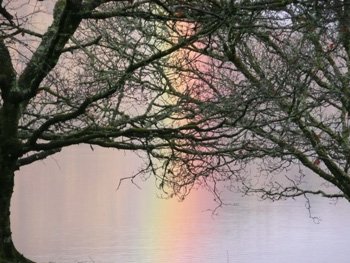 web-rainbowtrees