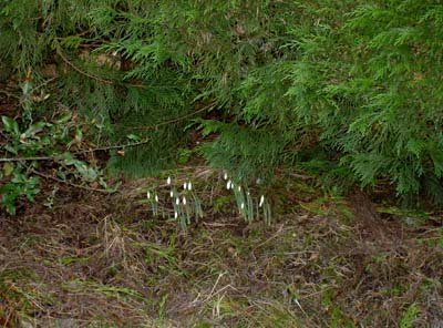 web-snowdrops
