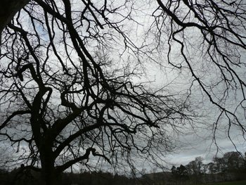 web-tangled-trees