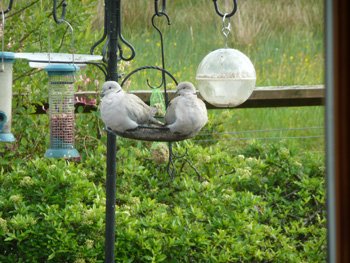 web-doves