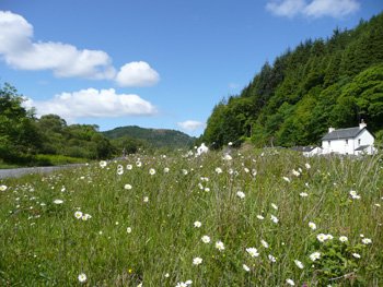 web-oxeyedaisies