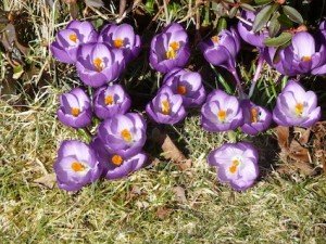 Blog 2010purplecrocus