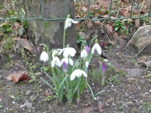 B2011 Snowdropcrocus